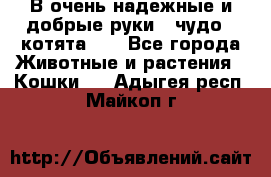 В очень надежные и добрые руки - чудо - котята!!! - Все города Животные и растения » Кошки   . Адыгея респ.,Майкоп г.